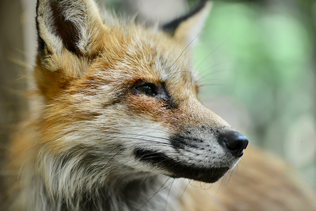 This is an image of a fox close-up.