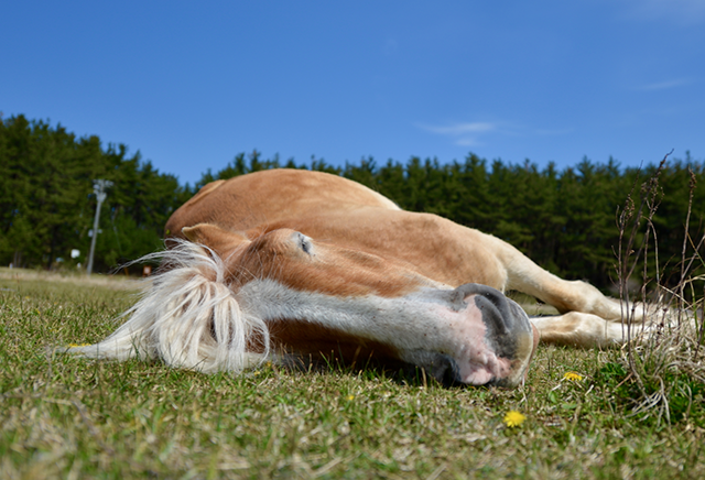 This is an image of a sleeping horse.